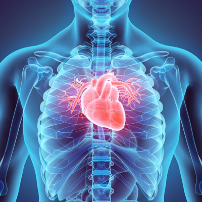 How Chiropractic Care Can Support Cardiovascular Health