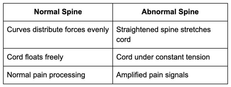How spinal curves affect cord tension